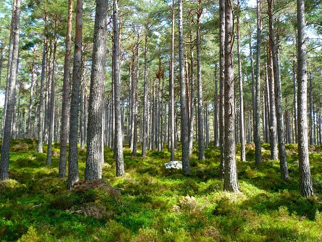 Bosques-ecológicos-WPC