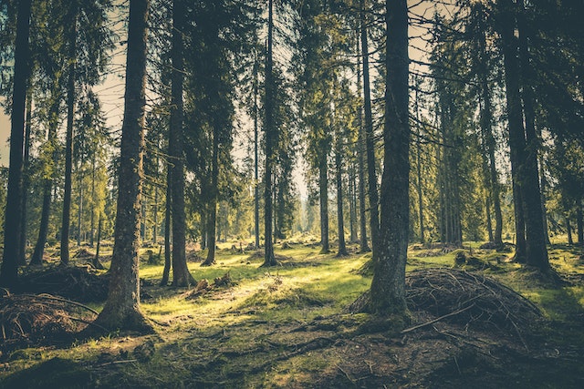 Bosque ecológico
